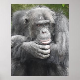 Affiche Chimpanzé contemporain