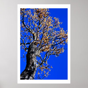 Affiche Chinaberry Tree contre Azure Sky