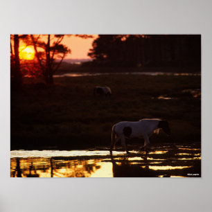 Affiche Chincoteague marche dans l'eau au coucher du solei