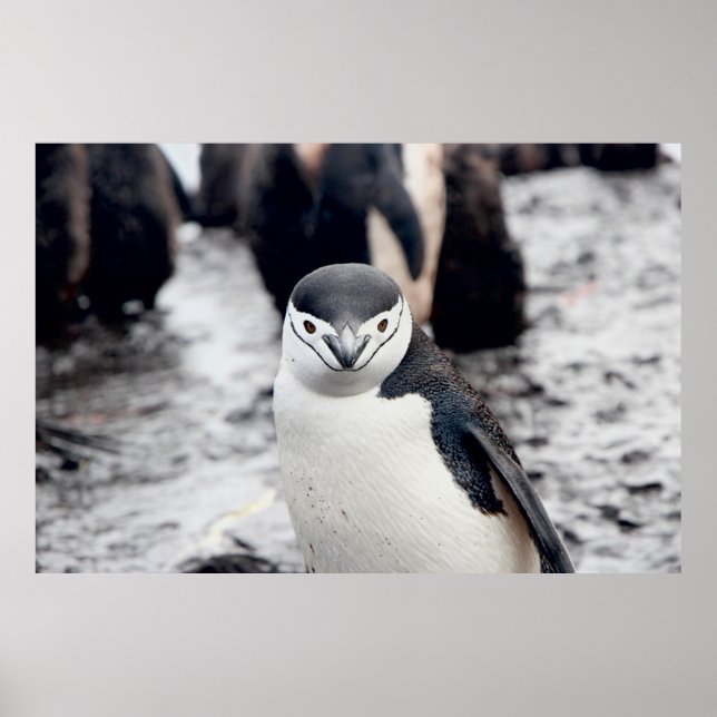 AFFICHE CHINSTRAP PENGUIN (Devant)