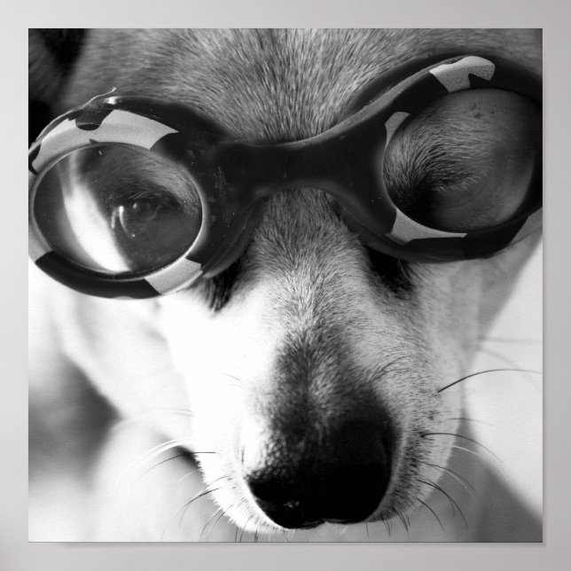 Affiche chiot (Devant)