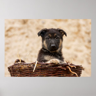 Affiche Chiot Allemand En Panier