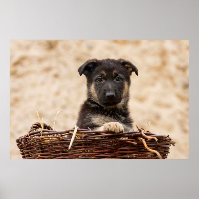 Affiche Chiot Allemand En Panier (Devant)