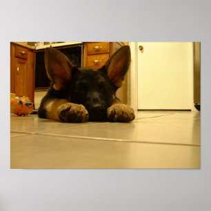 Affiche Chiot allemand somnolent