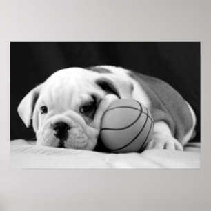 Affiche Chiot anglais de basket-ball de bouledogue