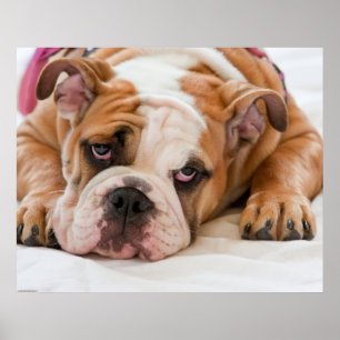 Affiche Chiot anglais de bouledogue