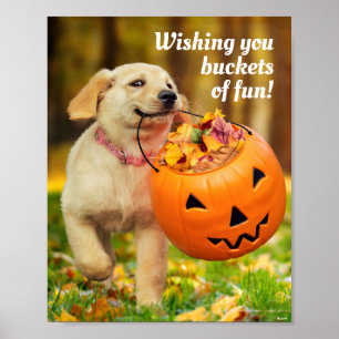Affiche Chiot avec saut Citrouille