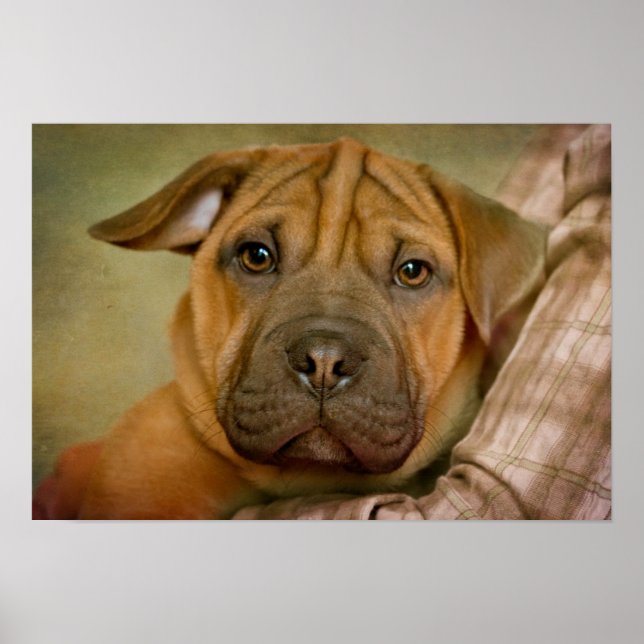 Affiche Chiot Beagle Sharpei (Devant)
