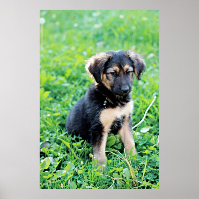 Affiche Chiot berger allemand (Devant)