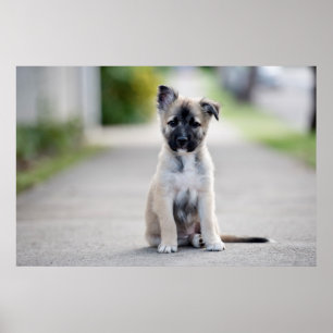 Affiche Chiot berger allemand sur le sentier