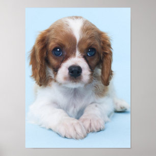 Affiche Chiot cavalier d'épagneul du Roi Charles