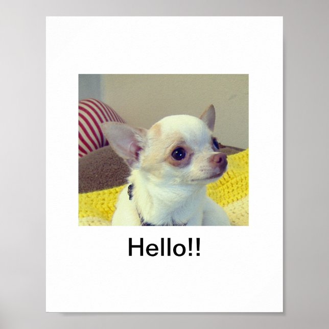 Affiche Chiot Chihuahua  (Devant)