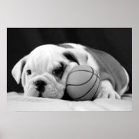 Chiot de basketball anglais