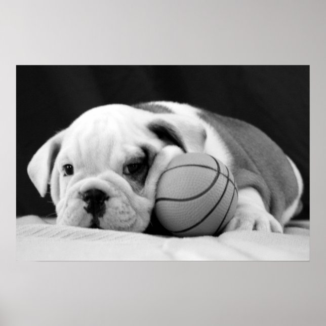 Affiche Chiot de basketball anglais (Devant)