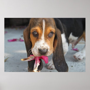 Affiche Chiot de Basset Hound