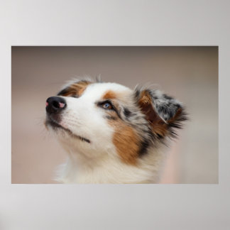 Affiche Chiot de berger australien