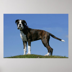 Affiche Chiot de boxeur de bébé de 3 mois