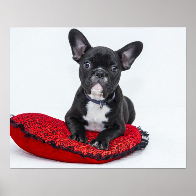Affiche Chiot de Bulldog sur coussin rouge (Devant)