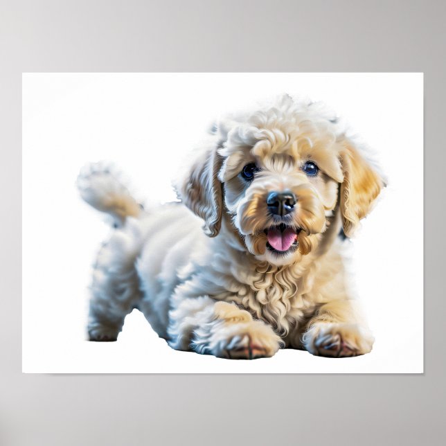 Affiche Chiot de caniche (Devant)