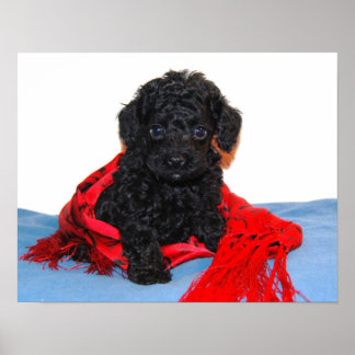 Affiche Chiot de caniche à jouet noir avec foulard rouge