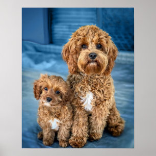 Affiche Chiot de Cavapoo adorable