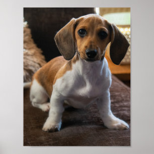 Affiche Chiot de Dachshund