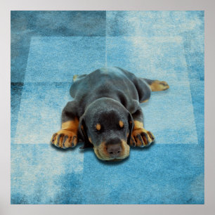 Affiche Chiot de Dobermann - Pinscher de dobermann