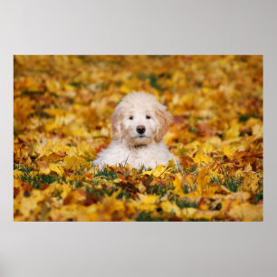 Affiche Chiot De Goldendoodle En Feuilles D'Automne