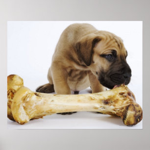 Affiche Chiot de great dane avec l'os dans le studio
