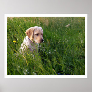 Affiche Chiot de laboratoire jaune en herbe haute