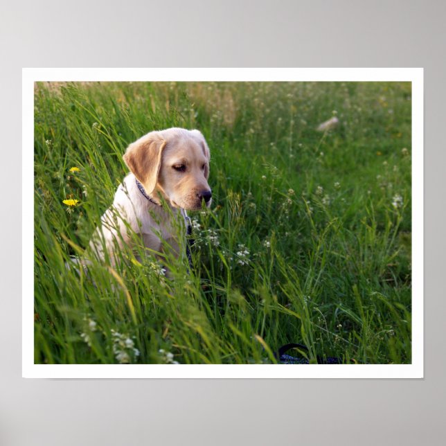 Affiche Chiot de laboratoire jaune en herbe haute (Devant)