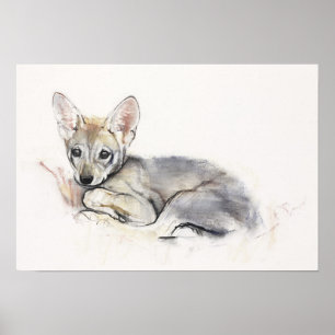 Affiche Chiot de loup Arabe courbé 2009