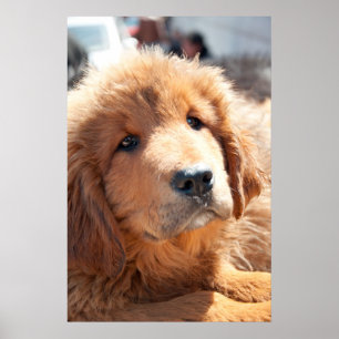 Affiche Chiot de mastiff tibétain