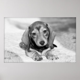 Affiche Chiot de teckel