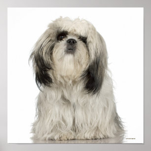 Affiche Chiot de Terrier tibétain