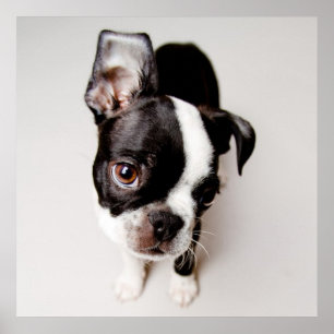 Affiche Chiot d'Edison Boston Terrier