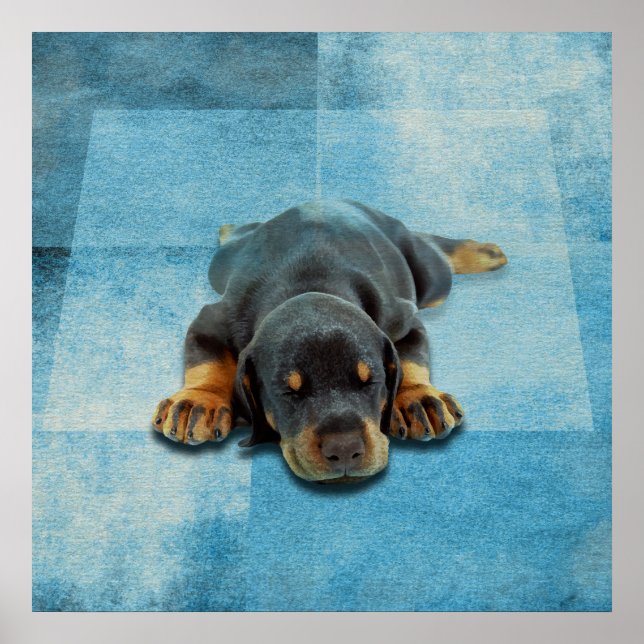 Affiche Chiot Dobermann - Doberman Pinscher (Devant)