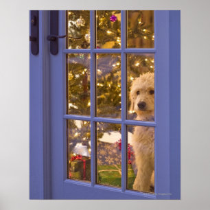 Affiche Chiot d'or de griffonnage regardant la porte en