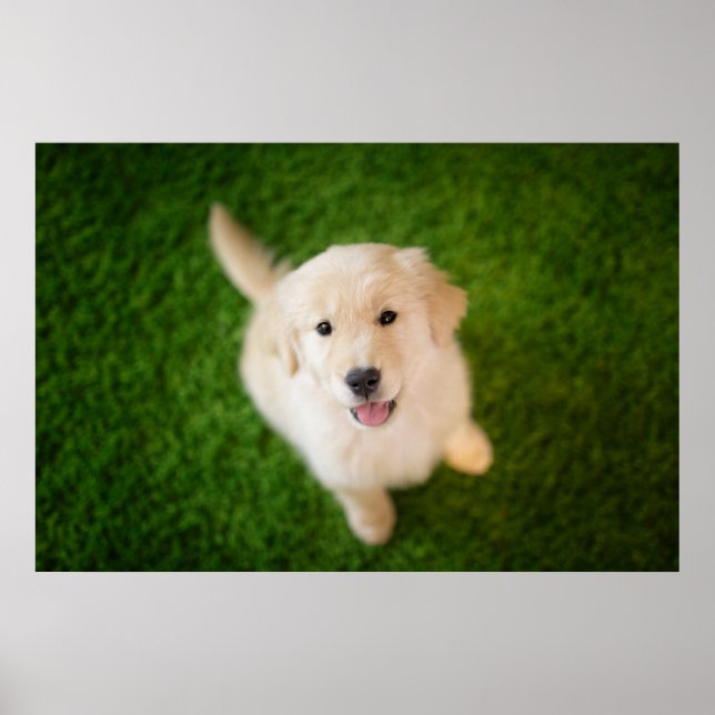 Affiche Chiot d'or rétriever sur l'herbe (Devant)