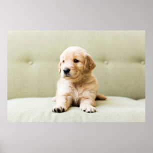 Affiche Chiot d'or sur un canapé