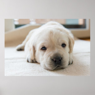 Affiche Chiot doré du Labrador