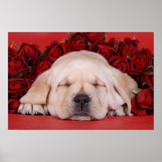 Affiche Chiot du Labrador et rose (Devant)