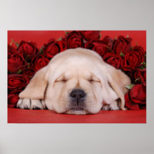 Affiche Chiot et roses de Labrador