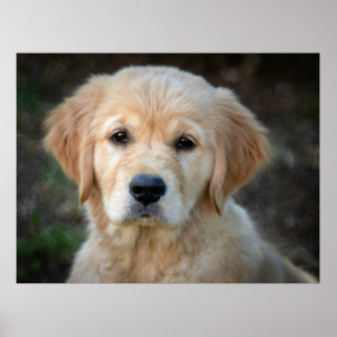 Affiche Chiot Golden Retriever