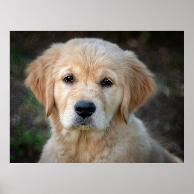 Affiche Chiot Golden Retriever (Devant)