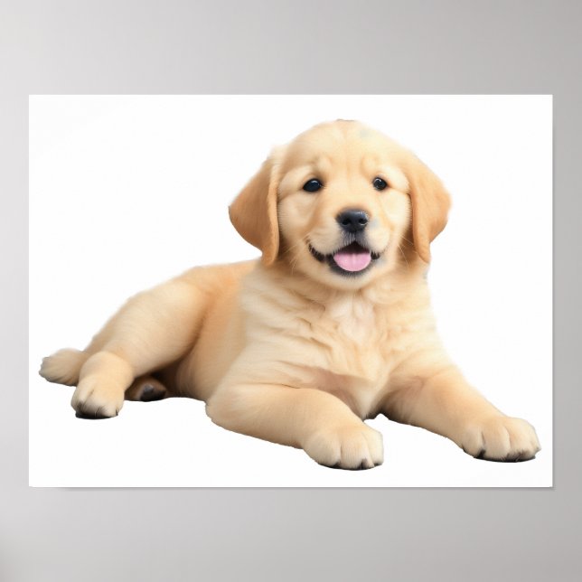 Affiche Chiot Golden Retriever (Devant)