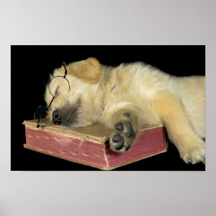 Affiche chiot golden retriever dormant sur un livre
