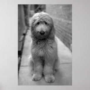 Affiche Chiot Goldendoodle en Jardin