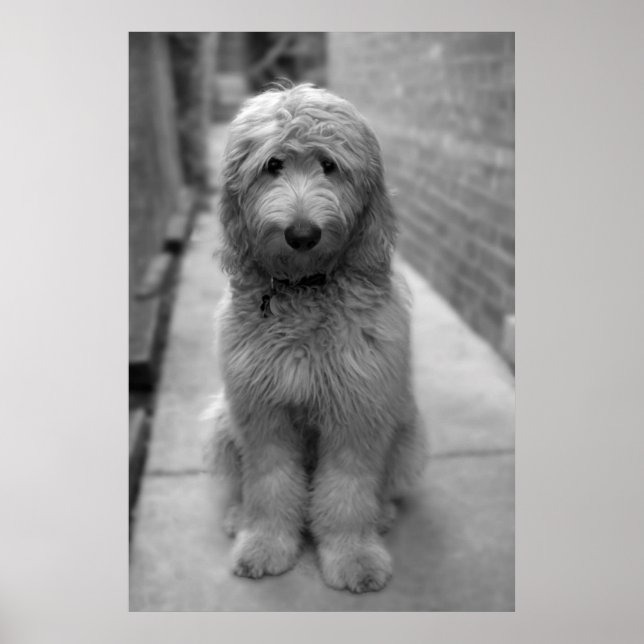 Affiche Chiot Goldendoodle en Jardin (Devant)