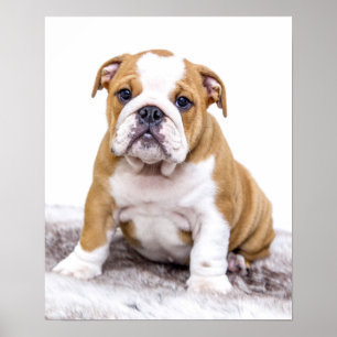 Affiche Chiot mignon de bouledogue s'asseyant